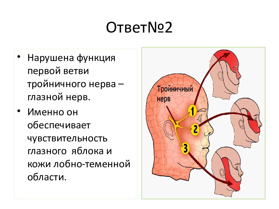 Гайворонский периферическая нервная система