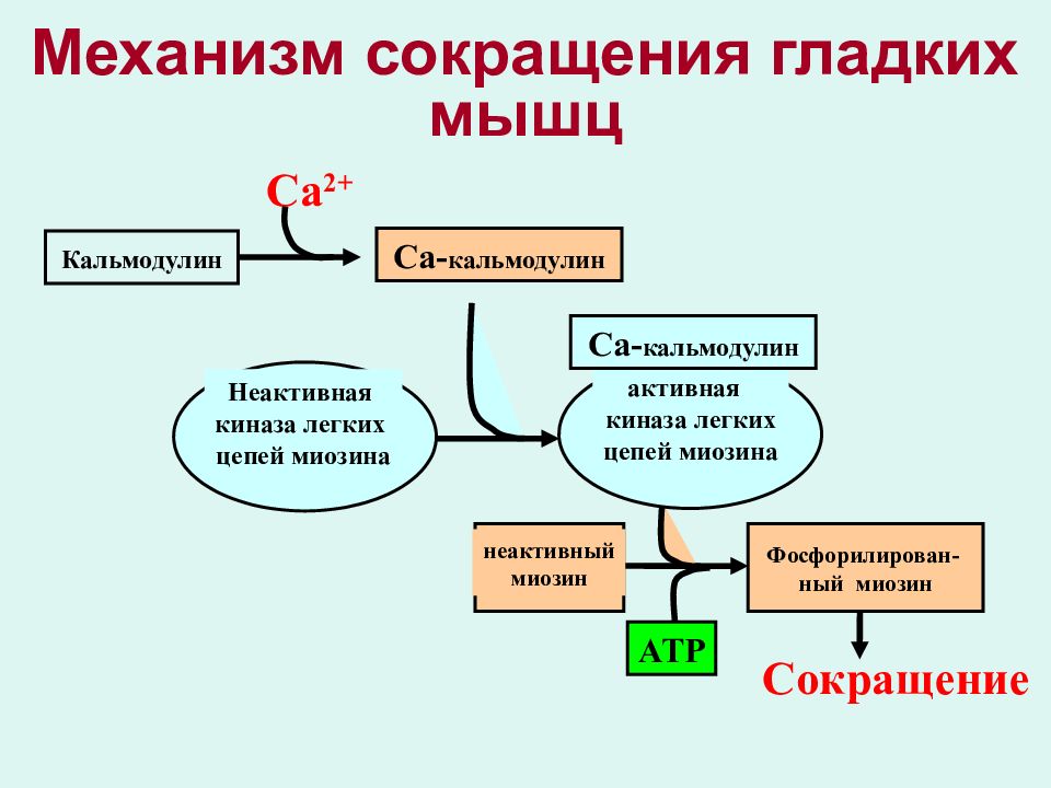 Схема мышечного сокращения