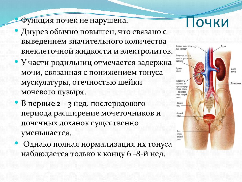 Физиология послеродового периода презентация