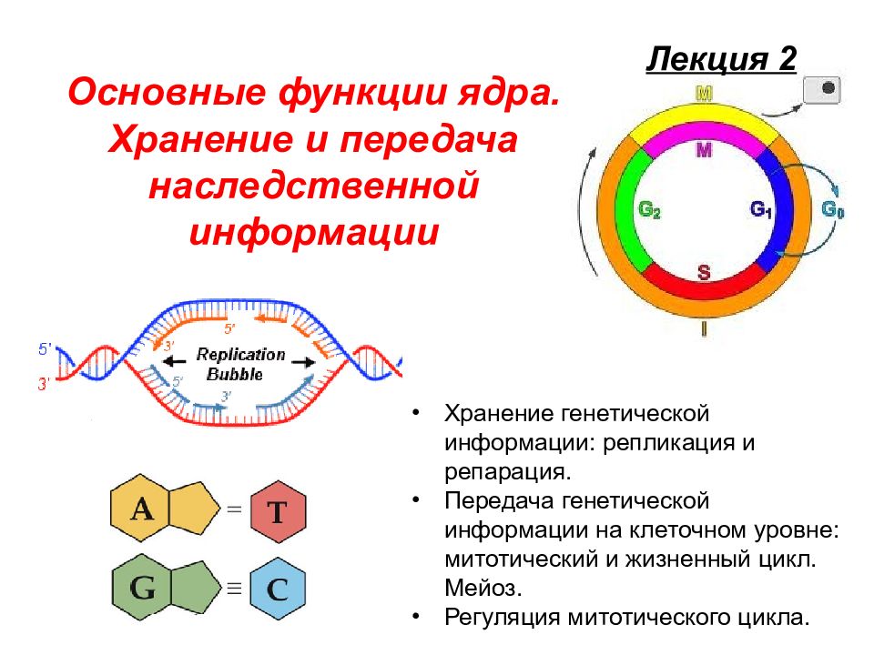 Передача наследственной информации клетки. Хранение и передача наследственной информации в клетке. Функции ядра хранение и передача наследственной информации. Функции хранения генетической информации. Хранение наследственной информации ядро.