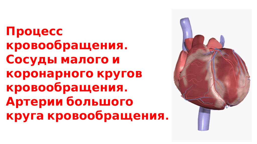 Процесс кровообращения. Сосуды малого и коронарного кругов