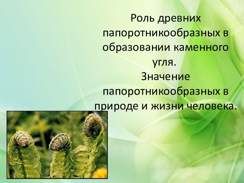 Роль древних папоротникообразных в образовании каменного угля. Значение папоротникообразных в природе и жизни человека.