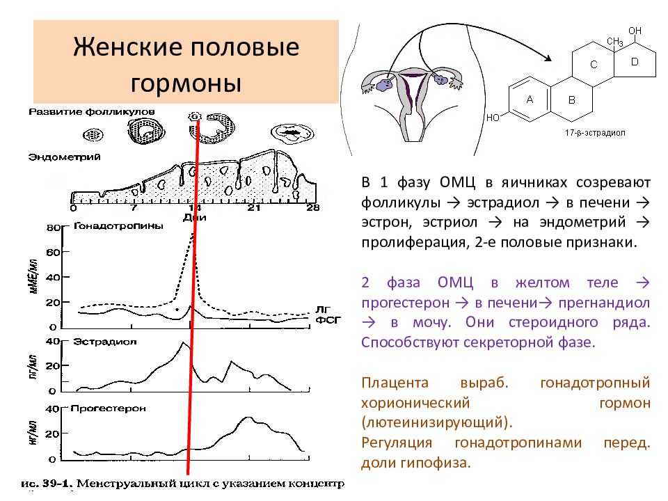 Женские половые гормоны презентация