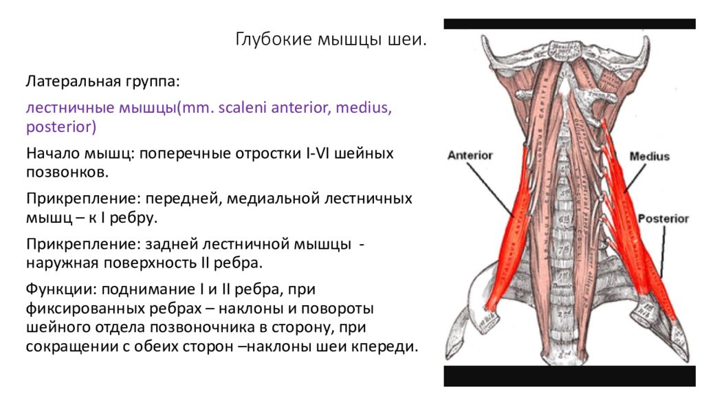 Лестничные мышцы анатомия. Глубокие мышцы шеи латеральная группа. Глубокие мышцы шеи прикрепляющиеся к 1 ребру. Мышцы шеи глубокие мышцы латеральная группа. Лестничные мышцы шеи таблица.