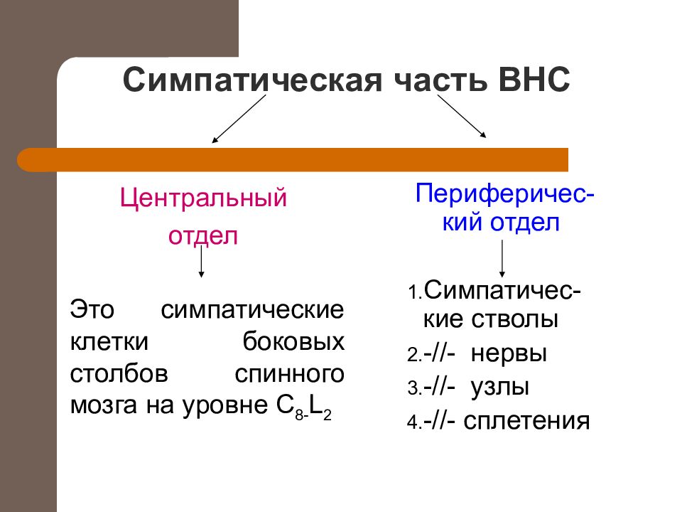 Функциональная анатомия вегетативной нервной системы презентация