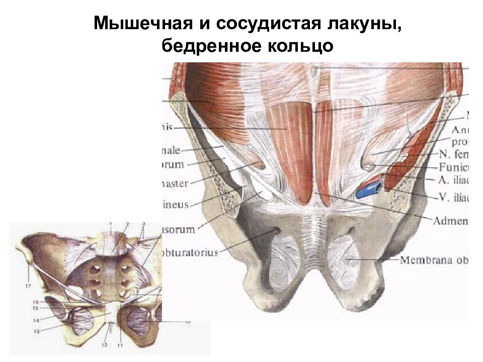 Сосудистая лакуна. Мышечная лакуна анатомия. Сосудистая лакуна анатомия. Мышечная и сосудистая лакуны бедра топографическая анатомия. Мышечная лакуна на бедре топография.