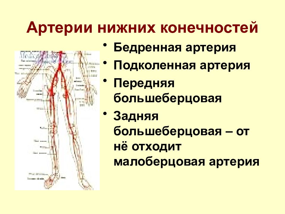 Анатомия сосудов нижних