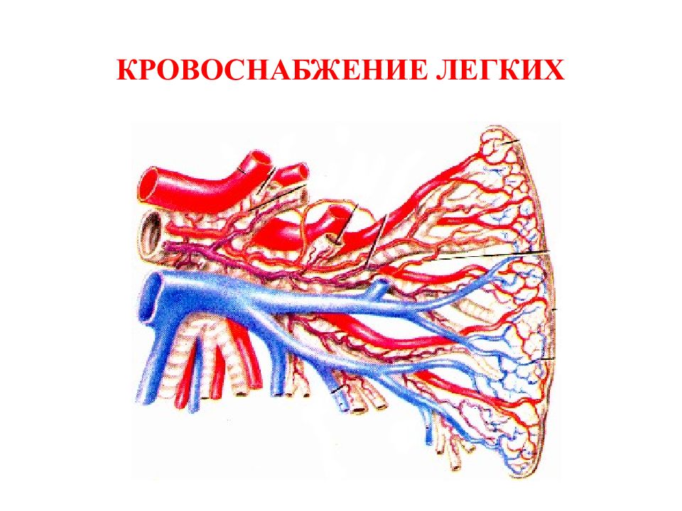 Легочная артерия. Кровоснабжение легкого анатомия. Кровоснабжение легких анатомия схема. Кровоснабжение легких топографическая анатомия. Сосуды кровоснабжающие легкие.