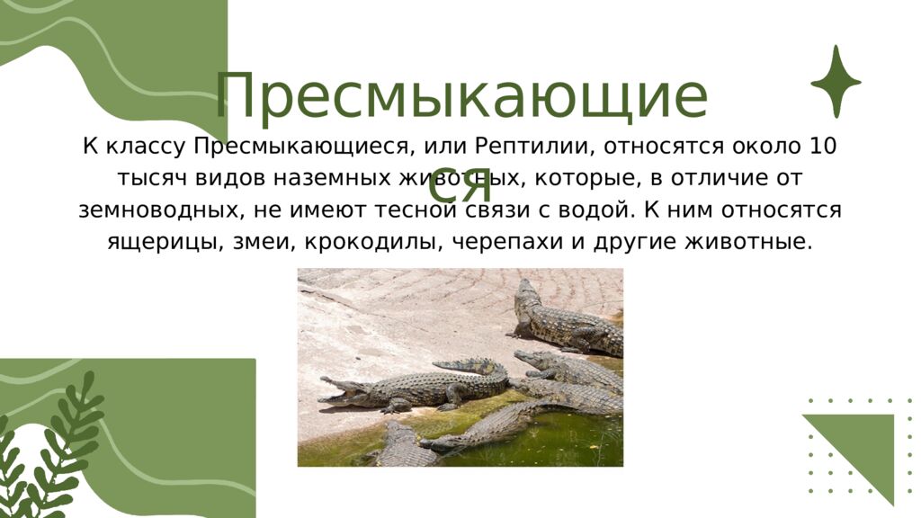 Общая характеристика пресмыкающихся