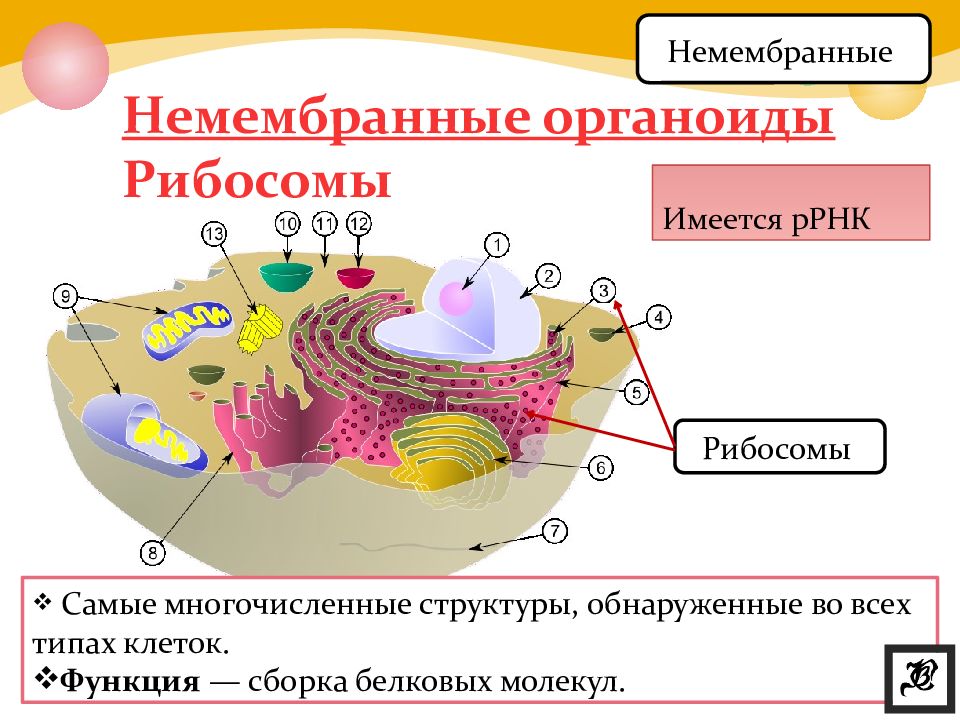 Строение и функции немембранных органоидов клетки