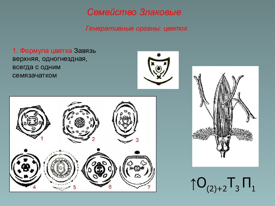 Диаграмма семейства злаковых