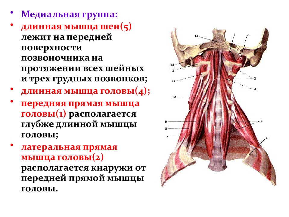 Длиннейшая мышца. Глубокие медиальные мышцы шеи анатомия. Разгибатели шеи мышцы анатомия. Медиальная группа мышц шеи. Длинные разгибатели шеи функции.