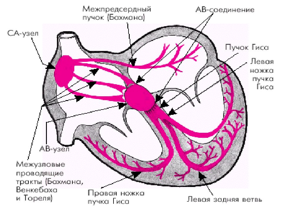 Рисунок проводящей системы сердца