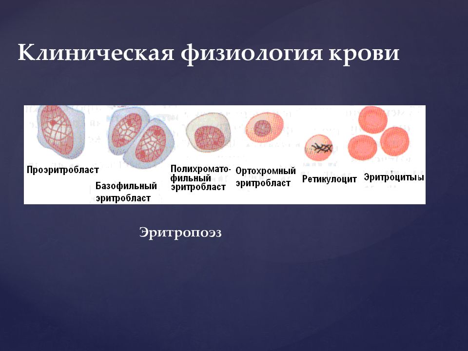 Кровь физиология презентация