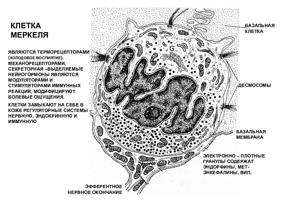 диски меркеля гистология. клетки меркеля. строение клетки меркеля. клетки меркеля в коже. клетки лангерганса и меркеля.