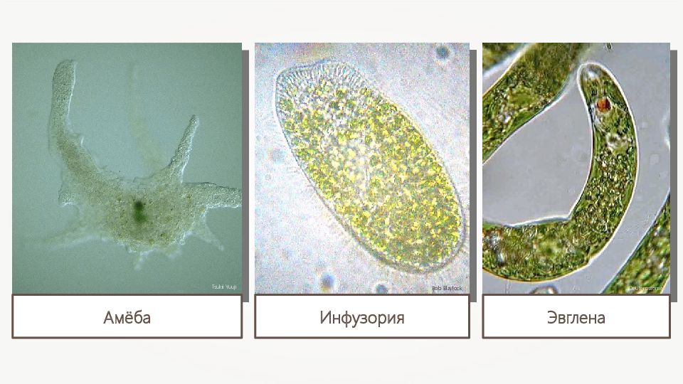 Амеба эвглена инфузория