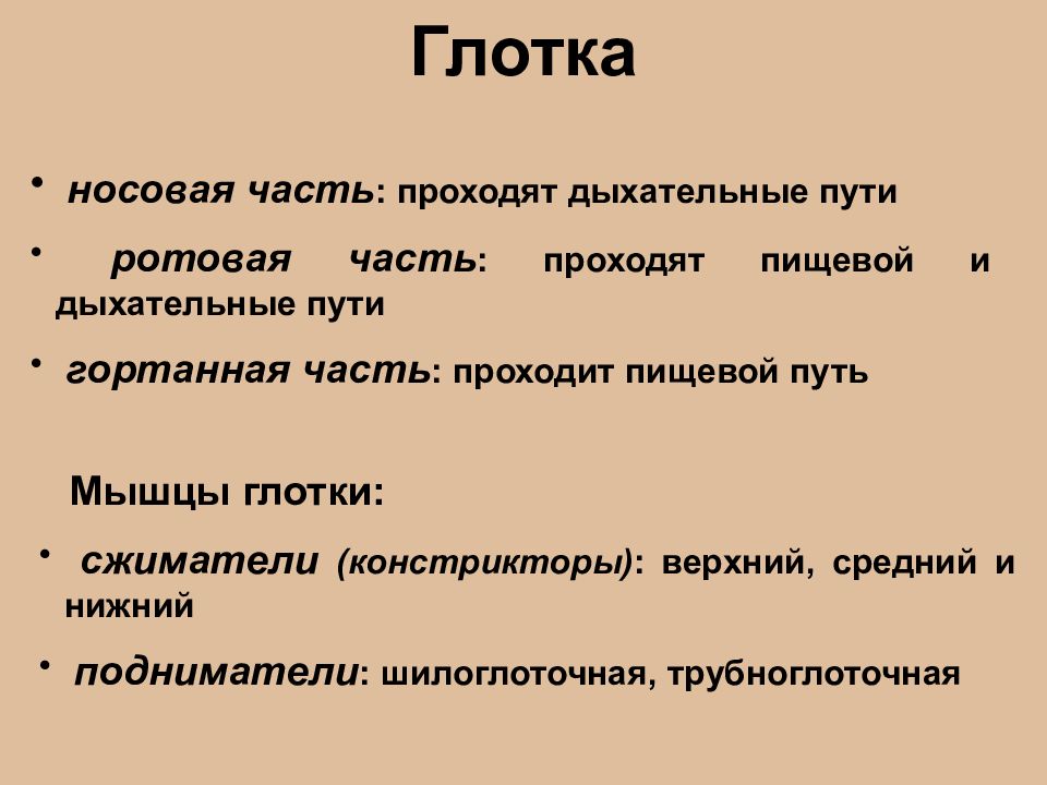 Разделы анатомии. Спланхнология презентация. Учение о внутренностях. Спланхнологию изучает раздел анатомии. Заключение по спланхнологии.