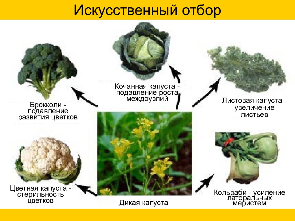 Искусственный отбор картинки