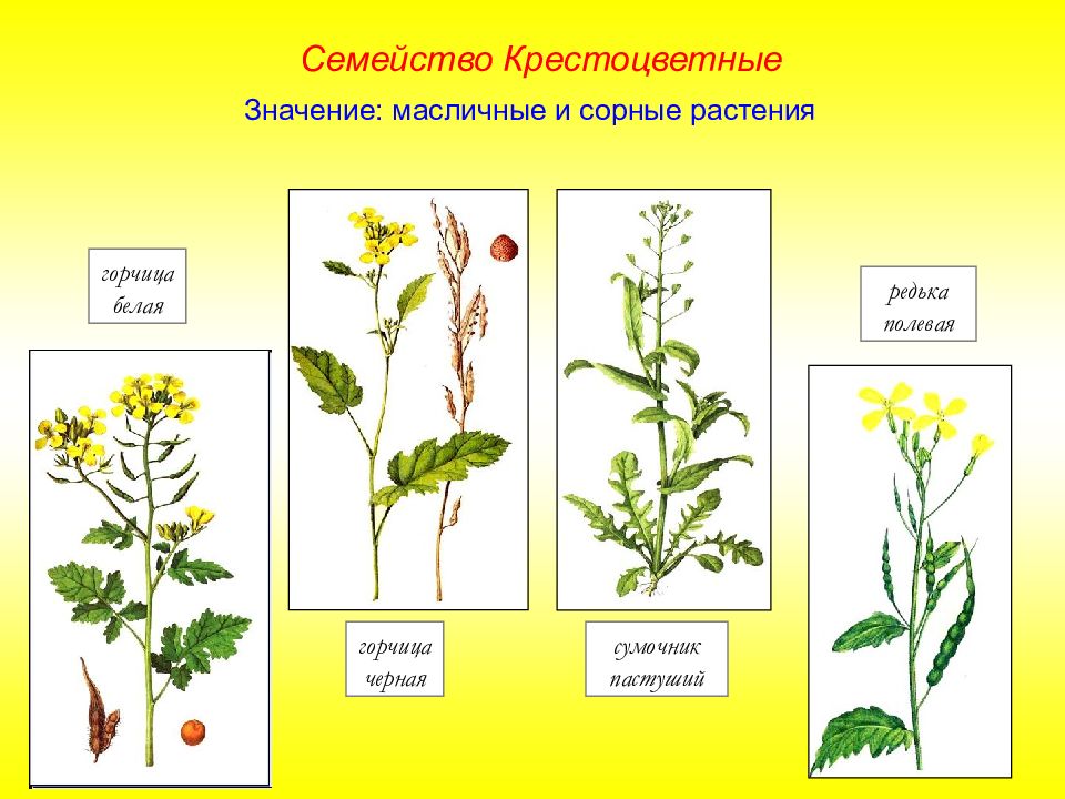 Семейство растений представитель. Масличные крестоцветные растения. Сорные крестоцветные растения. Горчица семейство крестоцветные. Сорные растения семейства крестоцветных.