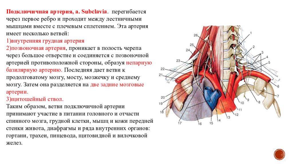 Ветви подключичной артерии схема