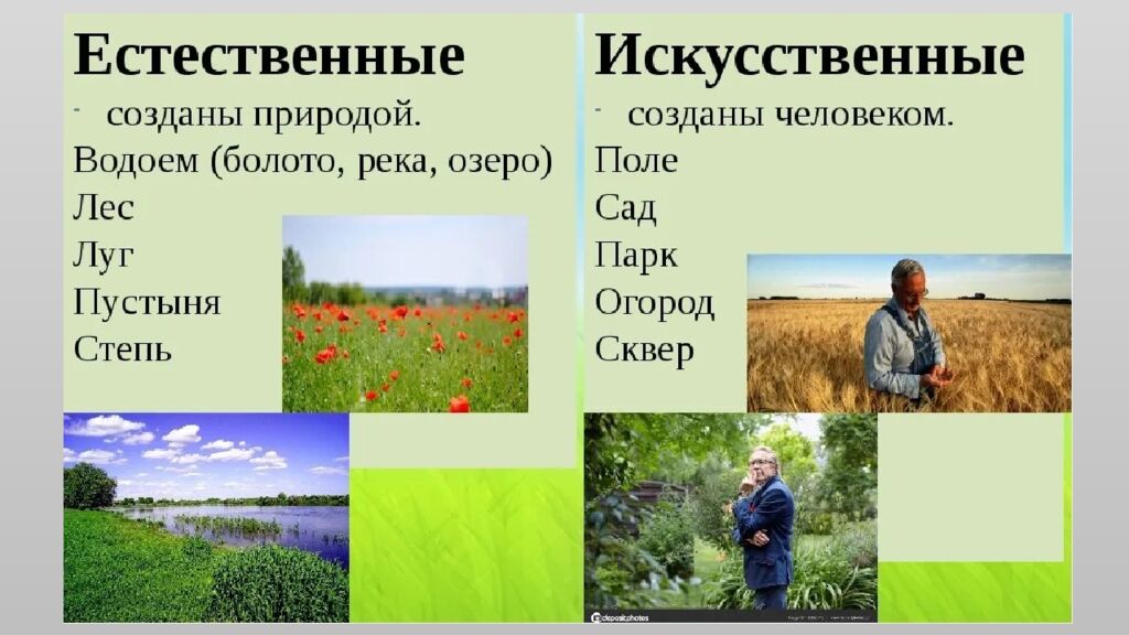 Структура растительного сообщества