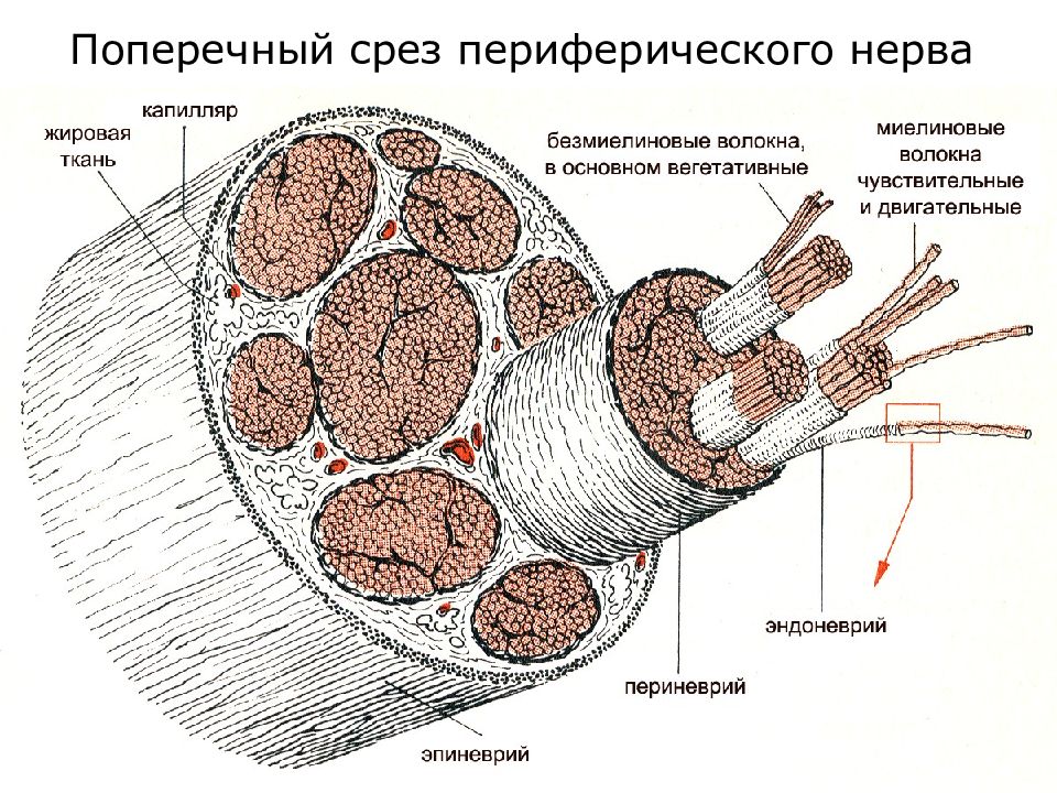 Картинка нервное волокно