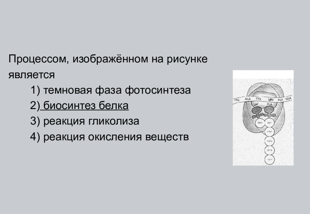 Процесс изображен. Биосинтез белка. Какой процесс изображен на рисунке под цифрой 1.