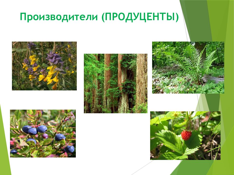 Производители (ПРОДУЦЕНТЫ)