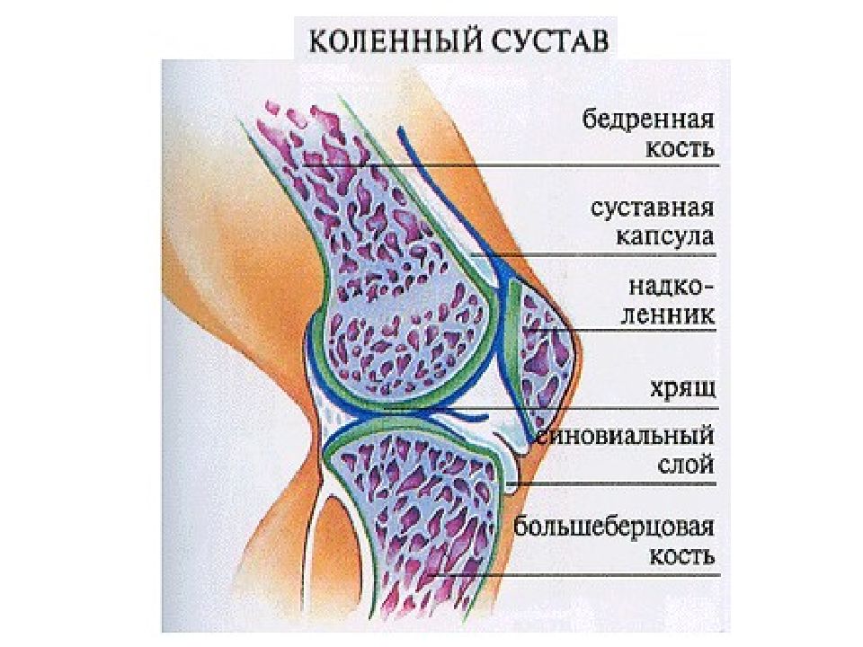 Что находится внутри сустава Анатомия колена человека в картинках
