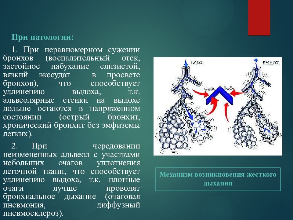 Просвет бронхов. Сужение просвета бронхов. Зудение просвеиа бронхоа. Сужение просвета бронза. Суженные просветы бронхов.