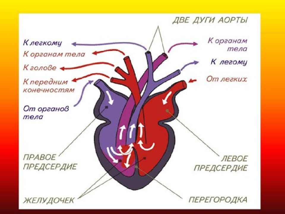 Презентация кровеносная система егэ