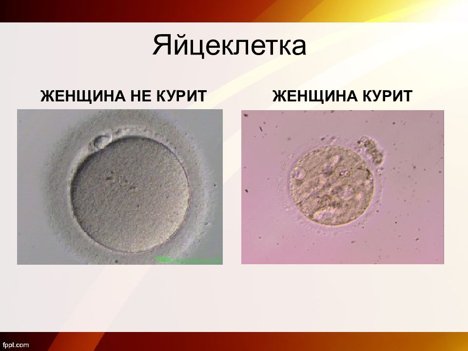 Как выглядит яйцеклетка в жизни