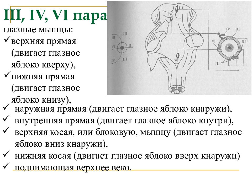 Анатомия физиология и патология органов зрения презентация. . Запишите строение и патологию органов речи, слуха.. Движение глазных яблок кнаружи осуществляется:. Движение правого глазного яблока ограничено вверх. Вниз и кнаружи,.