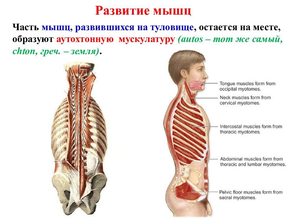 Мышцы развиты. Аутохтонные мышцы. Развитие мышц. Аутохтонные мышцы туловища. Эволюция мышц.