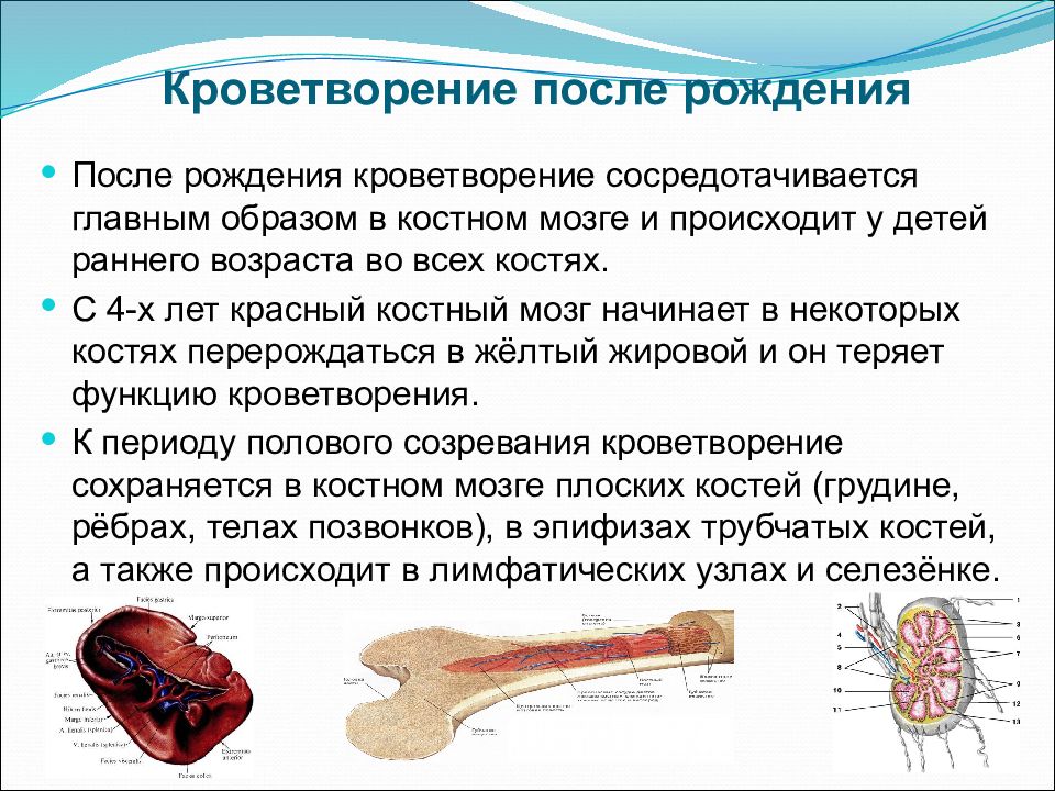 Признаком возрастных изменений костей является. Кроветворение плода костный мозг. Анатомо физиологические особенности красного костного мозга. Возрастные особенности красного костного мозга. Эмбриональное происхождение красного костного мозга.