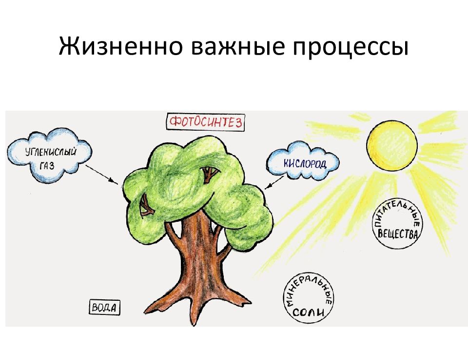 Что дают растения. Фотосинтез деревьев. Фотосинтез рисунок. Фотосинтез для детей. Фотосинтез дерева схема.