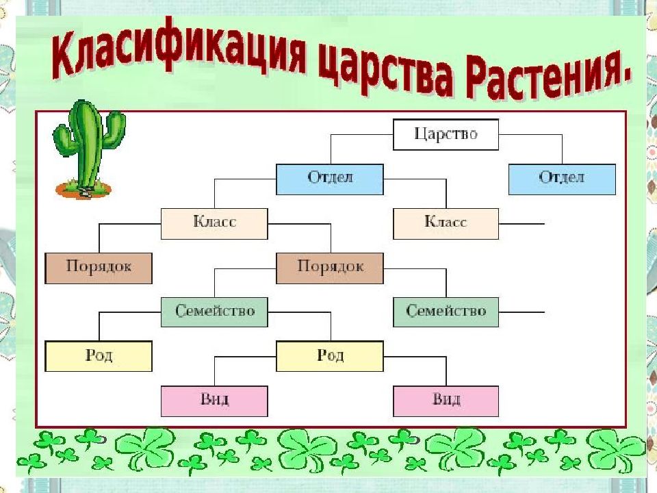 Презентация классификация растений