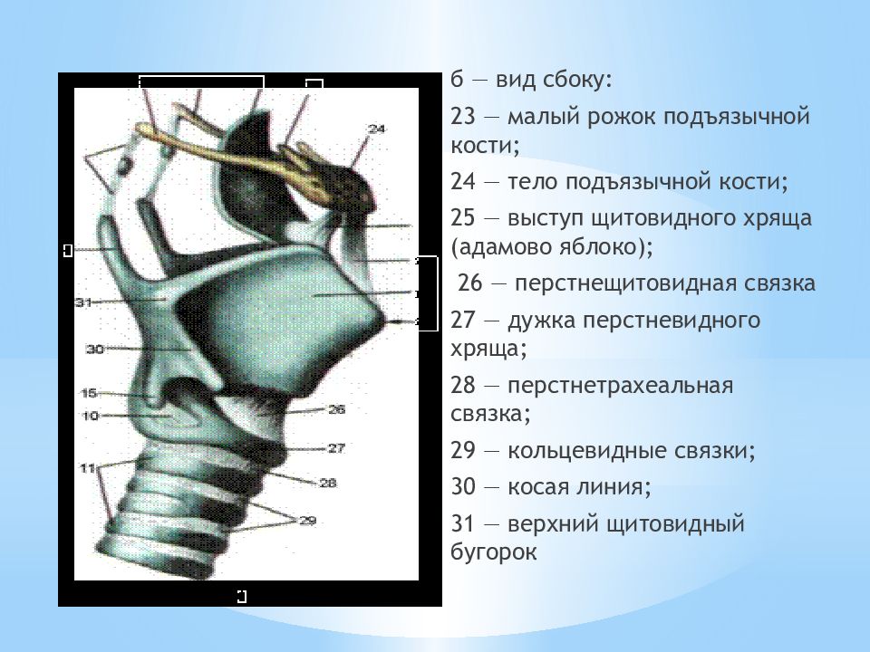 Кадык это хрящ. Клиническая анатомия и физиология гортани. Щитовидный хрящ гортани анатомия. Клиническая анатомия и физиология гортани презентация. Подъязычная кость и щитовидный хрящ.