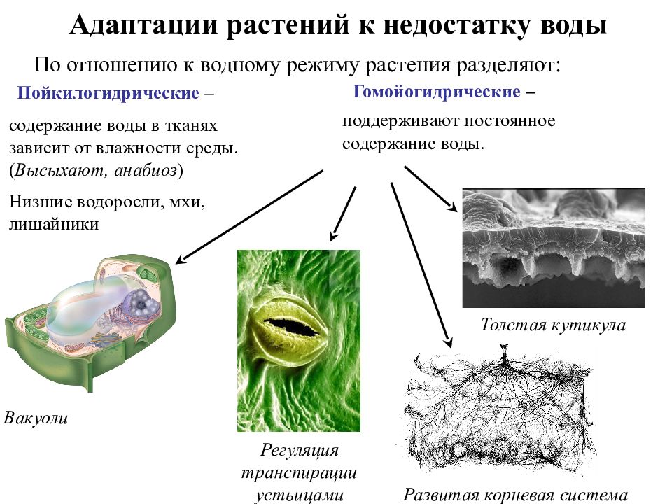 Вещества по отношению к воде схема