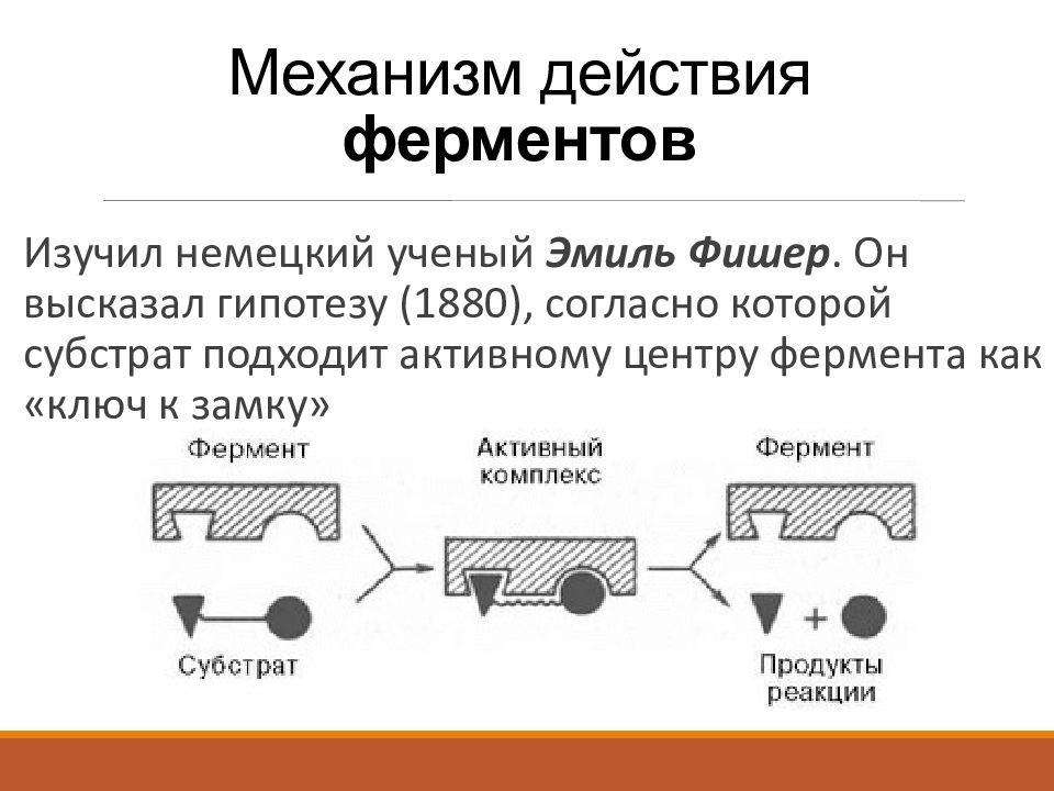 Схема работы фермента