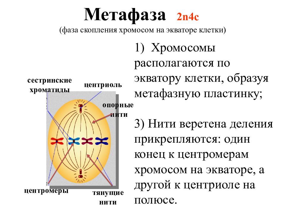 Картинка веретено деления