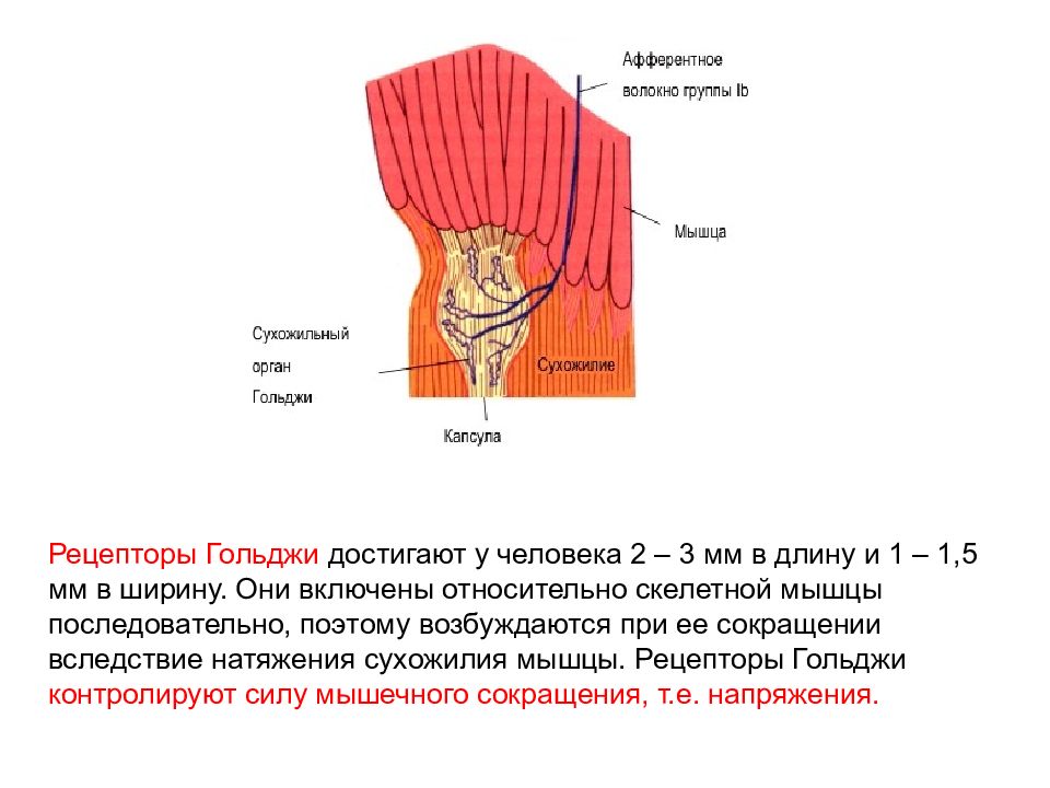 Рецепторы органа. Сухожильные рецепторы Гольджи. Рецепторы Гольджи скелетных мышц расположены. Функции сухожильные рецепторы Гольджи. Сухожильные рецепторы Гольджи возбуждаются при.