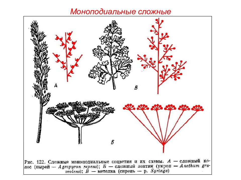 Схема сложного соцветия