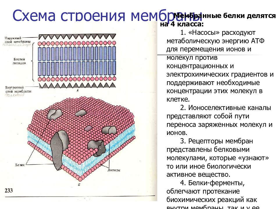 Какую функцию выполняет клеточная мембрана 5 класс. Строение мембраны клетки физиология. Строение клеточной мембраны физиология. Схема строения мембраны физиология. Строение мембраны возбудимой клетки физиология.