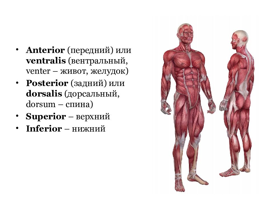 Какая есть анатомия. Анатомические термины. Анатомические плоскости и оси. Человек в анатомическом положении. Оси человека анатомия на латыни.