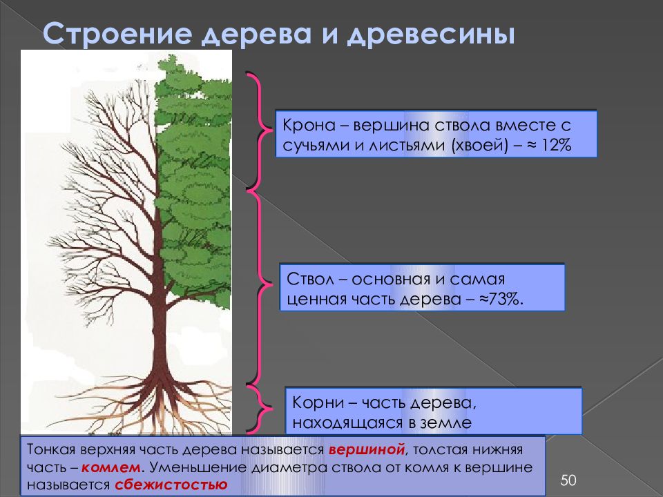 Вершина дерева какая. Строение дерева и древесины. Комлевая часть дерева это. Особенности строения дерева. Строение кроны дерева.