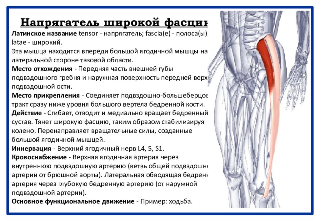 Фасции бедра. Мышца напрягатель широкой фасции бедра. Функция напрягателя широкой фасции бедра:. Функции мышцы, напрягателя широкой фасции бедра. Мышца напрягающая широкую фасцию бедра функции.