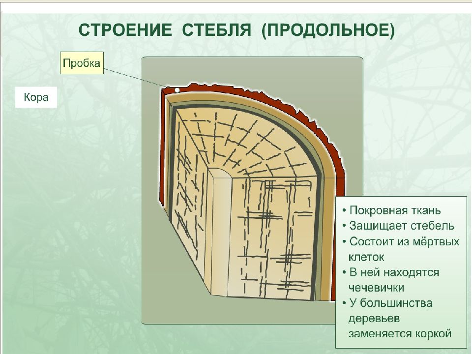 Строение стебля дерева 6. Внутреннее строение стебля. Строение слоев стебля. Внутреннее строение стебля продольный разрез. Внутреннее строение древесного стебля схема.