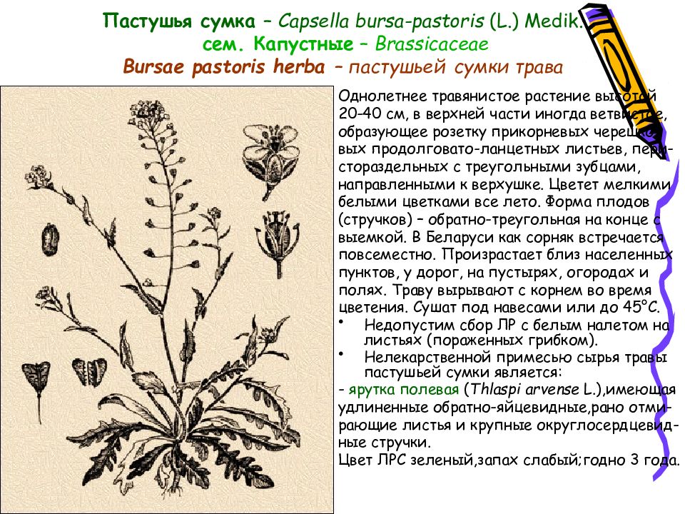 Пастушья сумка диаграмма цветка