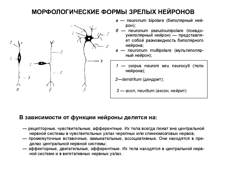 Тело нейрона находится в цнс. Функции зеркальных нейронов. Морфологические формы нейронов. Виды чувствительных нейронов. Тело эфферентного двигательного нейрона располагается в.